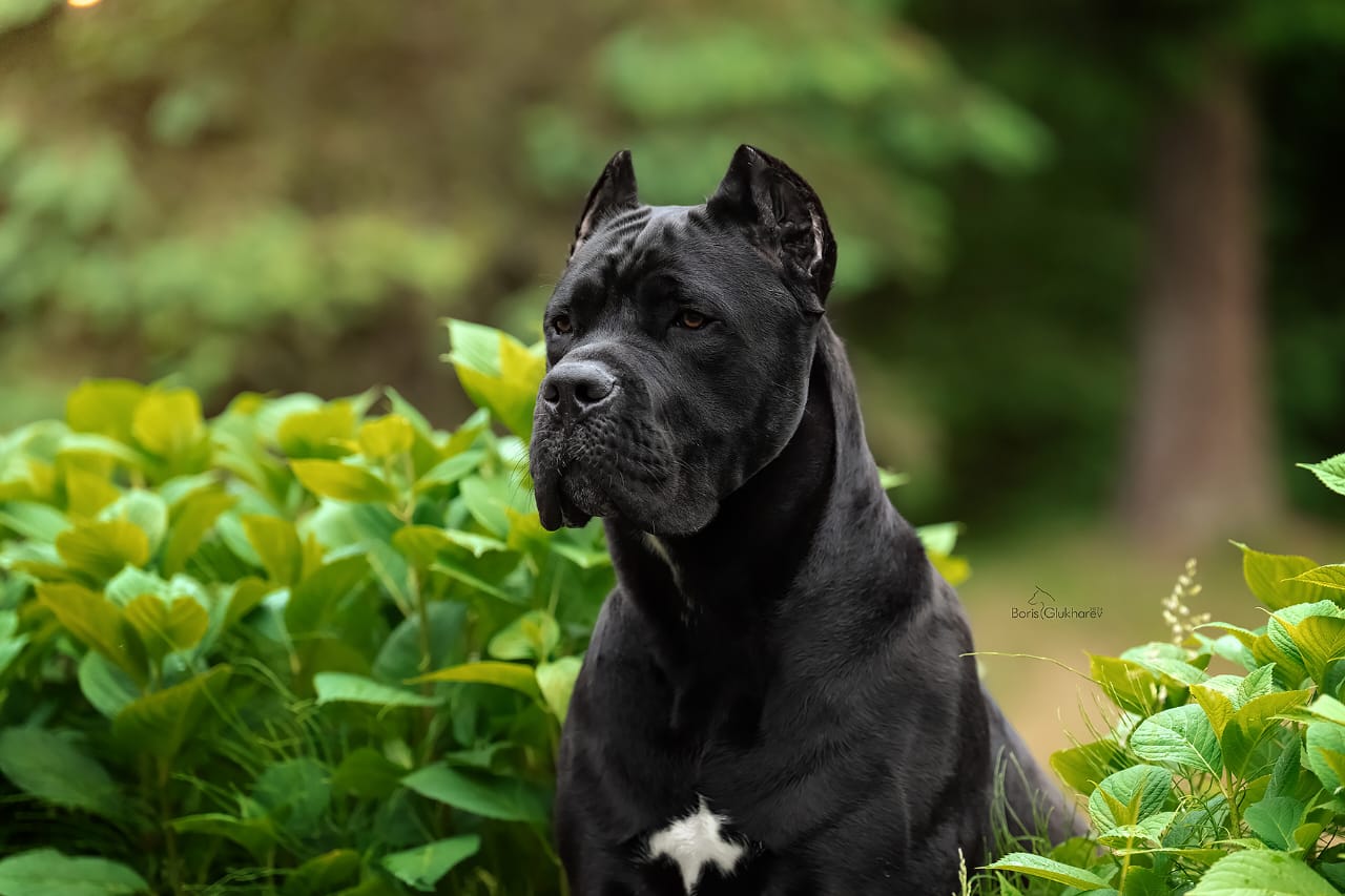 КАНЕ КАВАЛЬКАДО ИНТЕГРАЛ