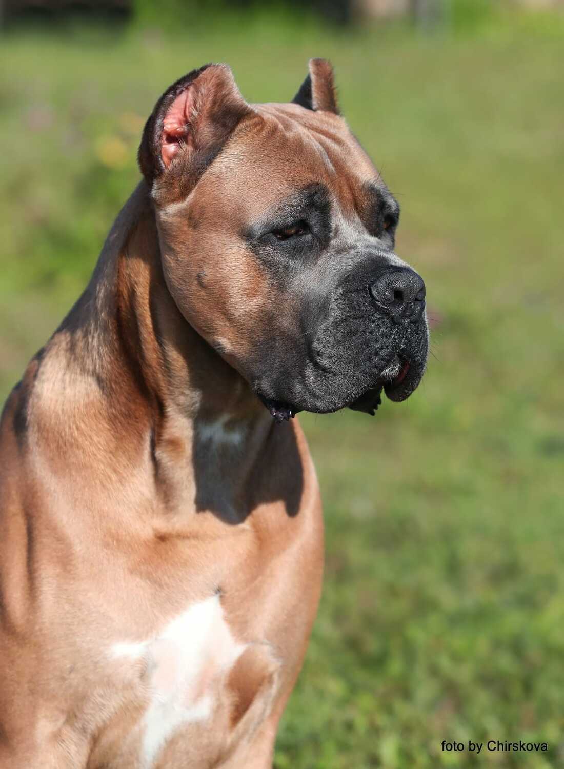 КАНЕ КАВАЛЬКАДО ВЕЛРЭЙ