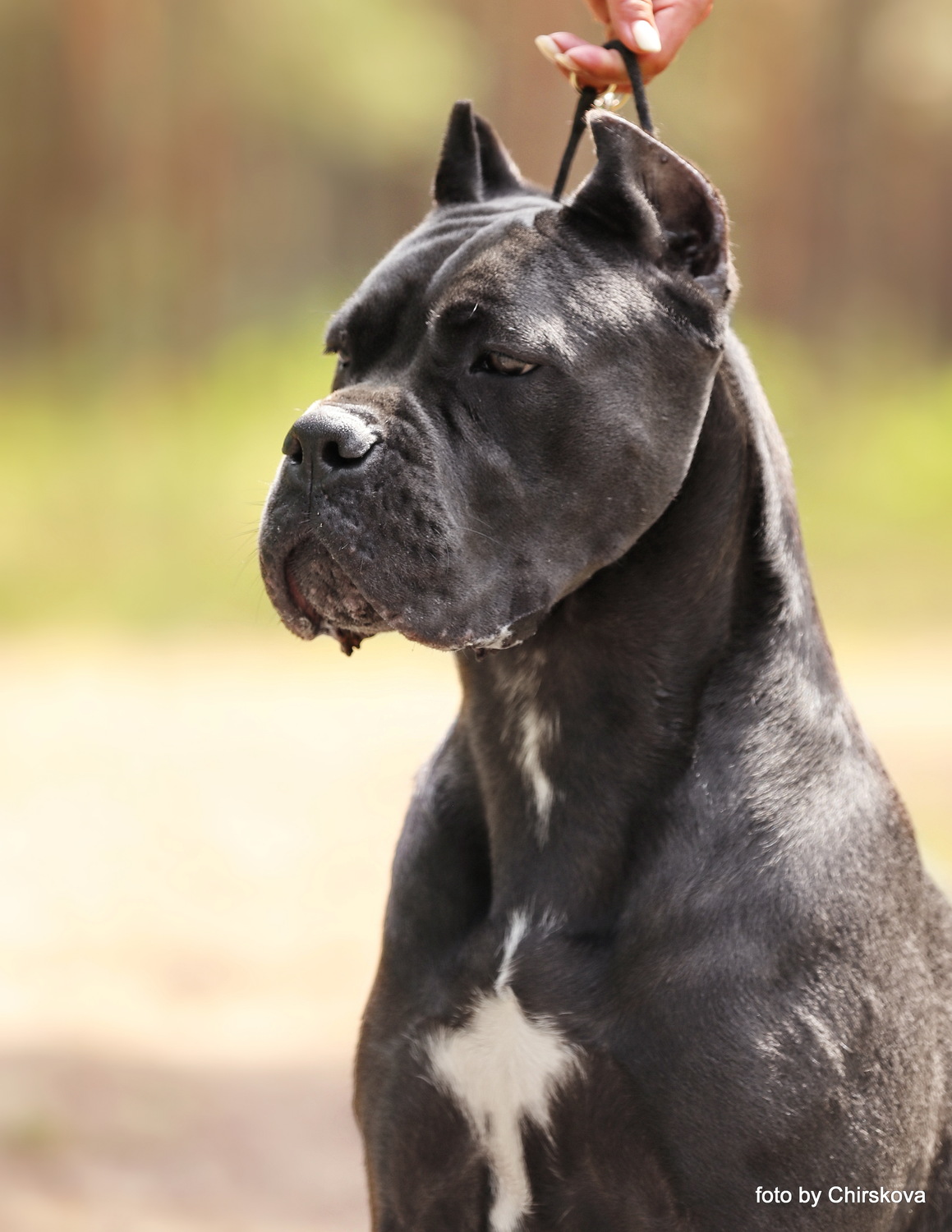 РИНГ ОФ ДЕСТАНИ КАНЕ КАВАЛЬКАДО